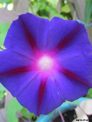 Morning Glory Growing Guide