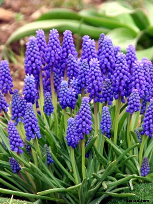 Muscari Growing Guide