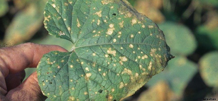 Muskmelon Growing Guide