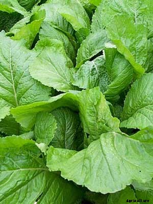 Mustard Growing Guide