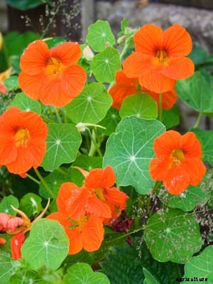 Nasturtium Growing Guide