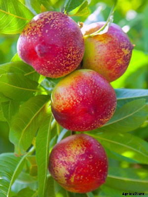 Nectarine (Dwarf) Growing Guide