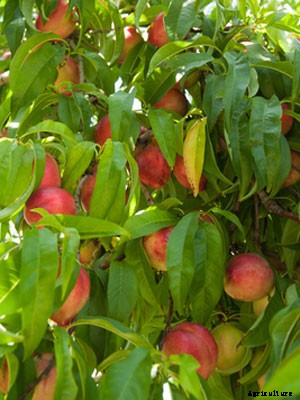 Nectarine (Large) Growing Guide