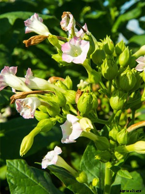 Nicotiana Growing Guide