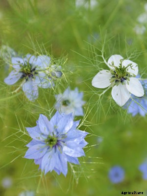 Nigella Growing Guide
