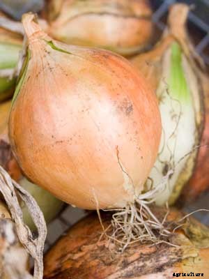Onion Growing Guide