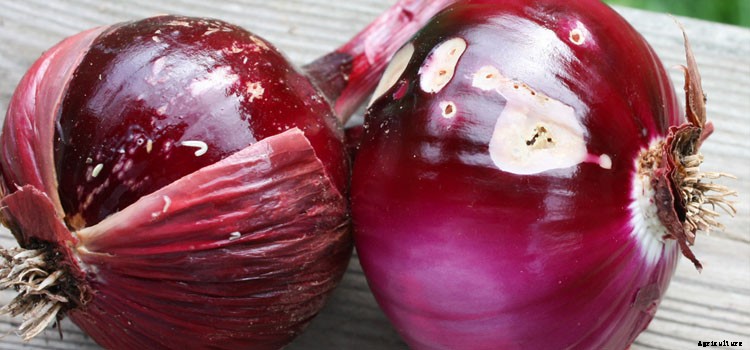 Onion (Fall planted) Growing Guide