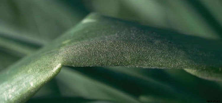 Onion (Fall planted) Growing Guide