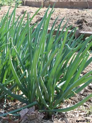 Onions (Perennial) Growing Guide