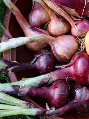Onions (Red) Growing Guide