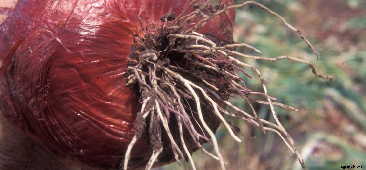 Onions (Perennial) Growing Guide