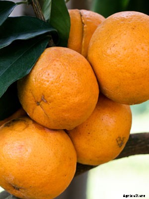 Orange Growing Guide