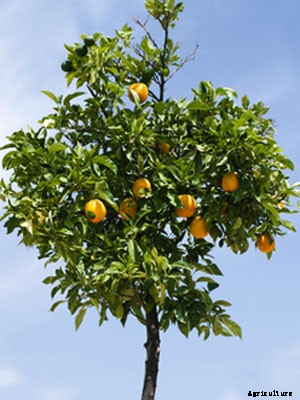 Orange (Container Grown) Growing Guide