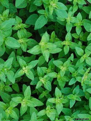 Oregano Growing Guide
