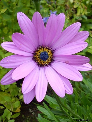 Osteospermum Growing Guide