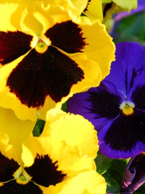 Pansy  Growing Guide
