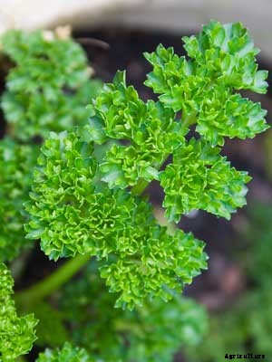 Parsley Growing Guide