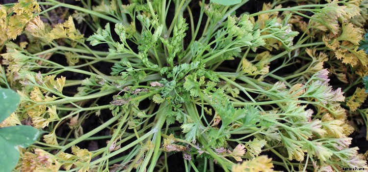 Parsley Growing Guide