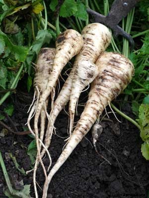 Parsnip Growing Guide