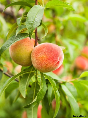 Peach (Dwarf) Growing Guide