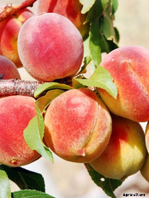 Peach (Large) Growing Guide