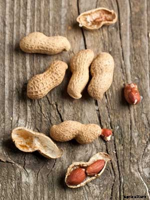Peanut Growing Guide