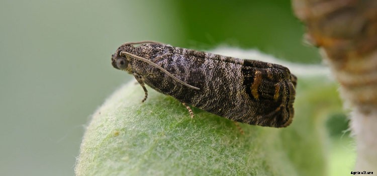 Pear (Cordon) Growing Guide