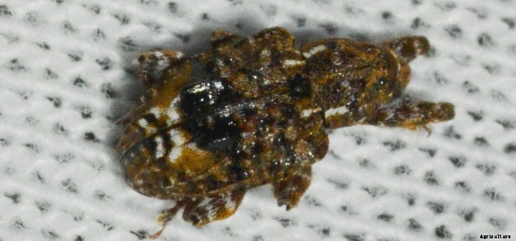 Pear (Cordon) Growing Guide