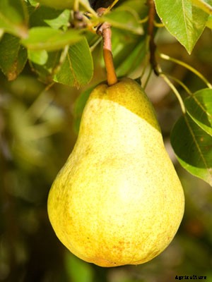 Pear (Dwarf) Growing Guide