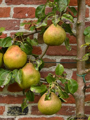 Pear (Espalier) Growing Guide
