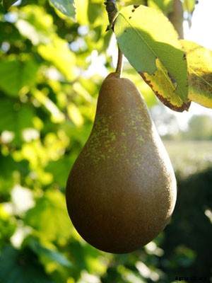 Pear (Large) Growing Guide