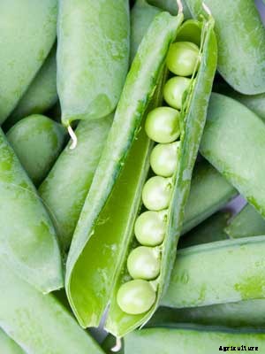 Peas Growing Guide