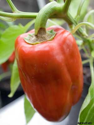 Pepper Growing Guide