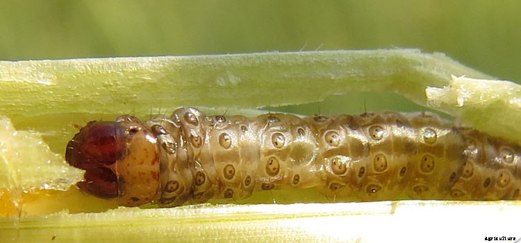 Pepper Growing Guide