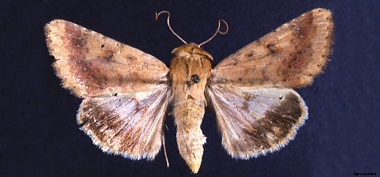 Pepper Growing Guide