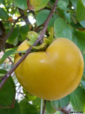 Persimmon Growing Guide