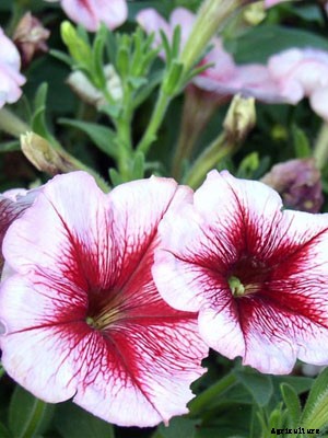 Petunia Growing Guide
