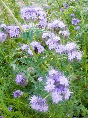 Phacelia Growing Guide