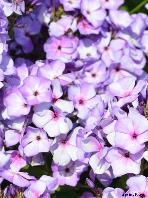 Phlox (Annual) Growing Guide