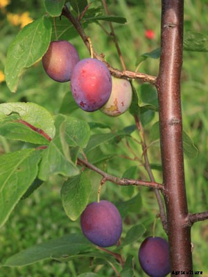 Plum (Dwarf) Growing Guide