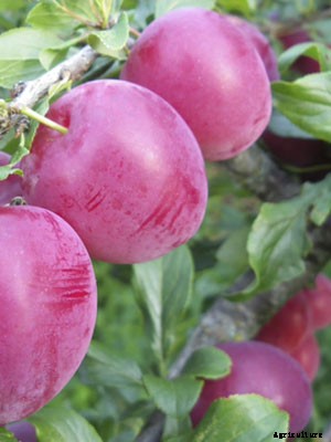 Plum (Fan) Growing Guide