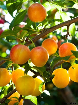 Plum (Large) Growing Guide