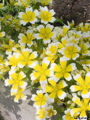 Poached Egg Plant Growing Guide