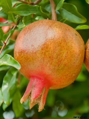 Pomegranate Growing Guide
