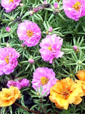 Portulaca Growing Guide