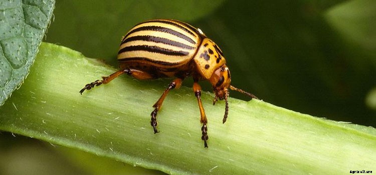 Potatoes (Early) Growing Guide