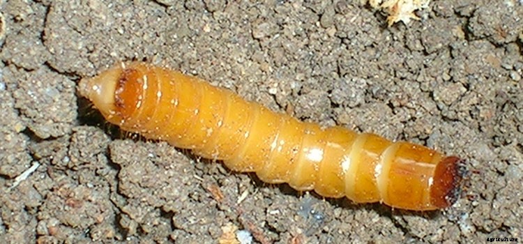 Potatoes (Early) Growing Guide