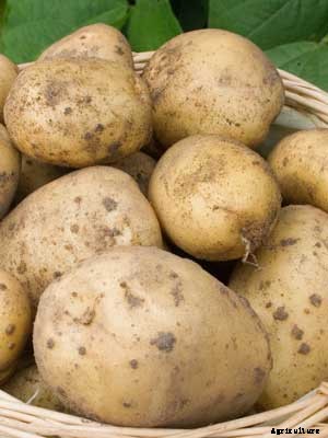 Potatoes (Maincrop) Growing Guide