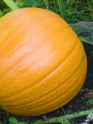 Pumpkin Growing Guide