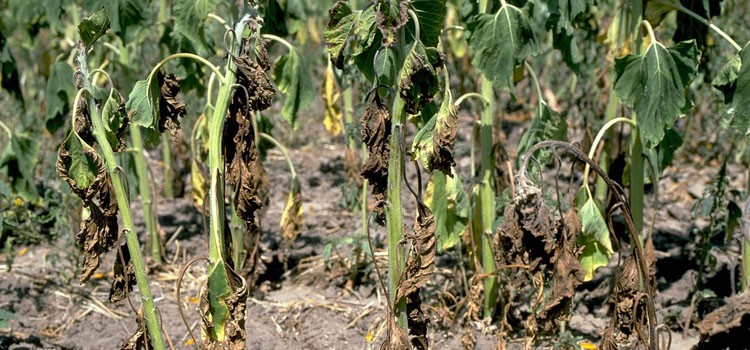 Potatoes (Maincrop) Growing Guide